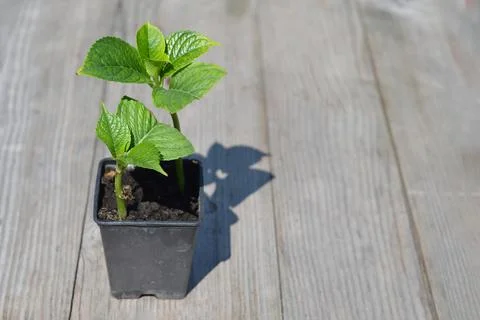 Propagating hydrangea from stem cuttings Stock Photos