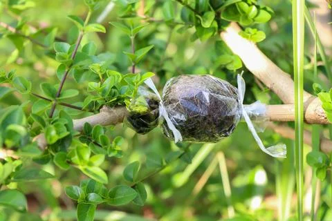 Propagating trees Stockfoto's