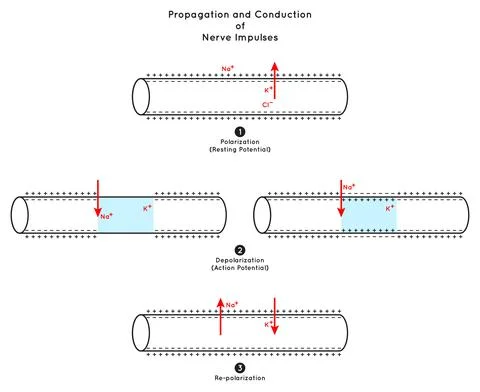 Propagation and Conduction of Nerve Impulse Infographic Diagram biology science Stock-Illustration