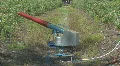 Propane canon in blueberry field with audio HD Footage