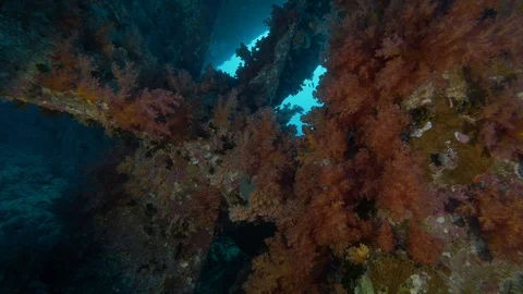 Propeller covered by soft orange coral, Kingston, Red Sea, Egypt Stock-Footage 105515226