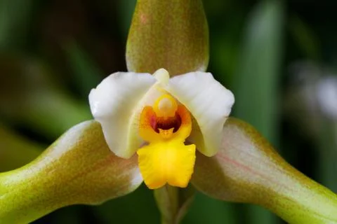 Propeller orchid Stock Photos