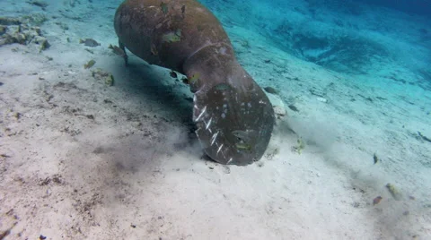 The propeller scars show the dangers manatees face Stock Footage 62814939