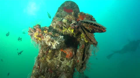 Propeller of Underwater Plane Wreck Stock Footage 27035981
