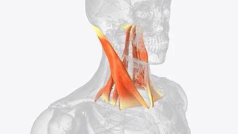 Proper muscles of neck Stock Photos
