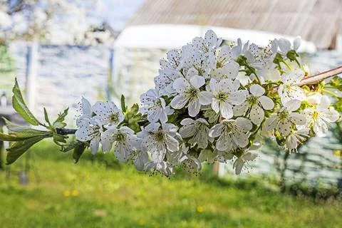 Proper pruning of flowering cherry trees for fruiting. Fruit tree care Stock Photos
