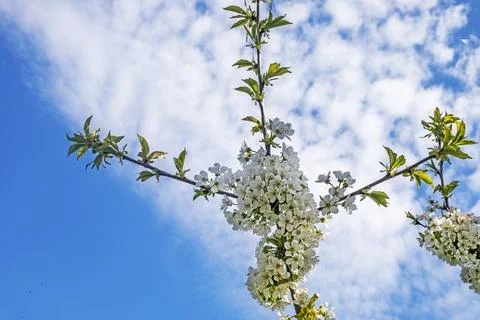 Proper pruning of flowering cherry trees for fruiting. Fruit tree care Stock Photos