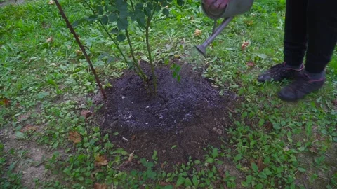 Proper watering of the rose: under the root Stock Footage 139038697