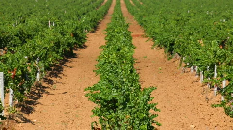Properly planted grapes Video stock 862021