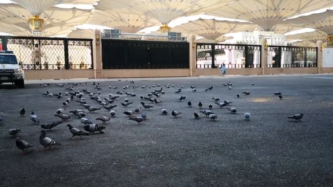 Prophet mosque Stock Footage 119669977