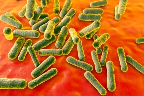 Propionibacterium bacteria, illustration 스톡 일러스트
