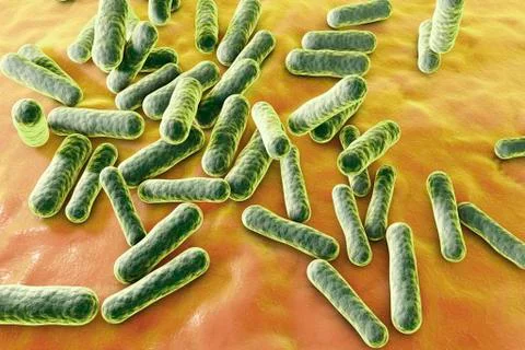 Propionibacterium bacteria, illustration 스톡 일러스트