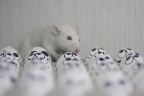 Propoganda concept. Rats black. The mouse sits on chicken Stockfoto's