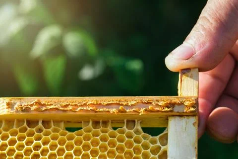 Propolis bee glue. How it helps heal wounds and fight bacteria. Apitherapy. Top Stock Photos