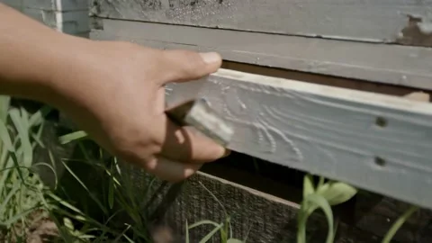 Propolis Stock Footage 171558771