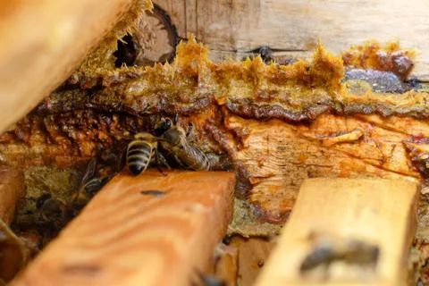 Propolis in the middle of a hive with bees. Bee glue. Bee products. Apitherap Stock Photos