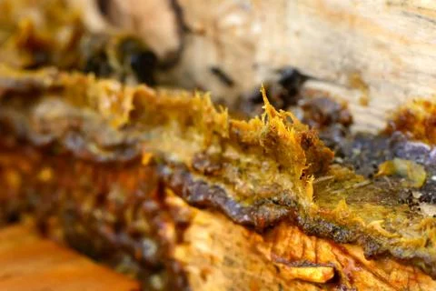 Propolis in the middle of a hive with bees. Bee glue. Bee products. Apitherap Stock Photos