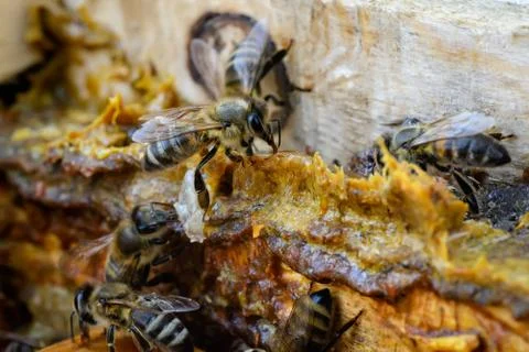 Propolis in the middle of a hive with bees. Bee glue. Bee products. Apitherap 스톡 사진