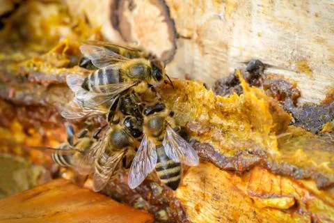 Propolis in the middle of a hive with bees. Bee glue. Bee products. Apitherap Stock Photos