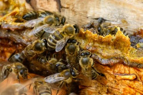 Propolis in the middle of a hive with bees. Bee glue. Bee products. Apitherap Stock Photos