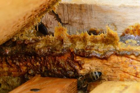 Propolis in the middle of a hive with bees. Bee glue. Bee products. Apitherap Stock Photos