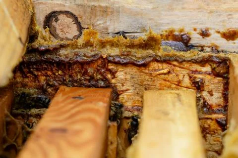 Propolis in the middle of a hive with bees. Bee glue. Bee products. Apitherap Stock Photos