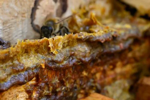 Propolis in the middle of a hive with bees. Bee glue. Bee products. Apitherap Stock Photos