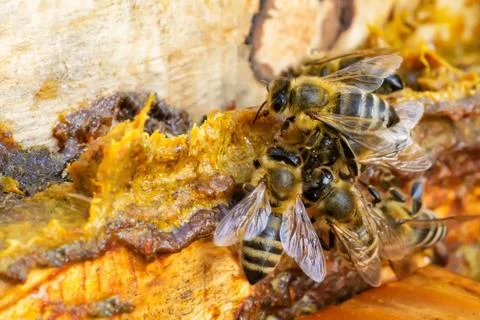 Propolis in the middle of a hive with bees. Bee glue. Bee products. Apitherap Foto stock