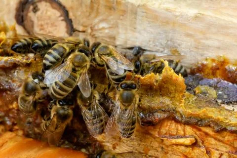 Propolis in the middle of a hive with bees. Bee glue. Bee products. Apitherap Stock Photos