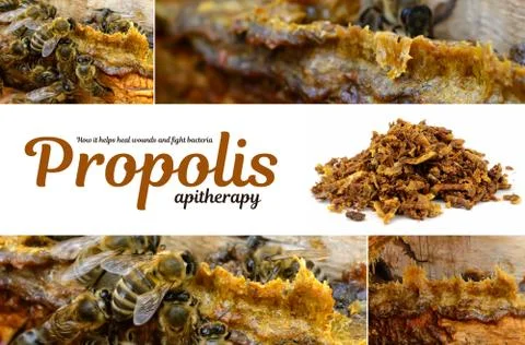 Propolis in the middle of a hive with bees. Bee glue. Bee products. Apitherapy Foto stock