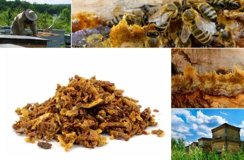 Propolis in the middle of a hive with bees. Bee glue. Bee products. Apitherapy Stock Photos