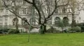Propped up tree. HD Footage
