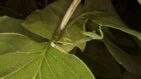 ProRes DSCF2788 Stock Footage 163568966