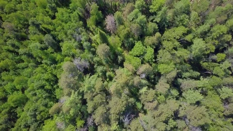 ProRes. Logging from aerial view, Siberian forest. Stock Footage 83781285
