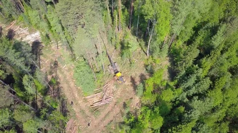 ProRes. Logging from aerial view, Siberian forest. Stock Footage 83781966