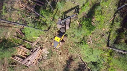 ProRes. Logging from aerial view, Siberian forest. Stock Footage 83782011