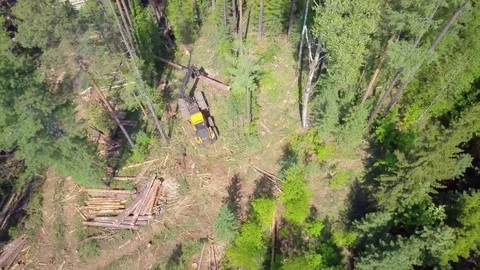 ProRes. Logging from aerial view, Siberian forest. Stock Footage 83810102