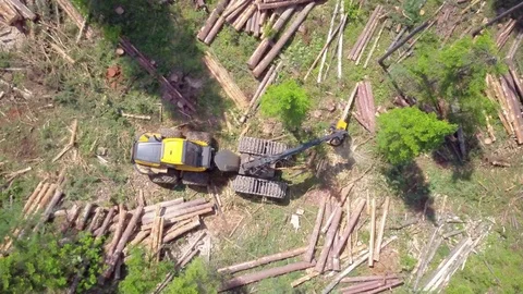 ProRes. Logging from aerial view, Siberian forest. Stock Footage 83813792