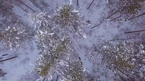 ProRes. Winter forest and rocks from aerial view. Landscape. Stock Footage 84193938