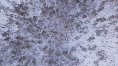 ProRes. Winter forest and rocks from aerial view. Landscape. Stock Footage 84194129