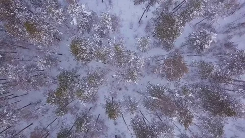 ProRes. Winter forest and rocks from aerial view. Landscape. Stock Footage 84194148