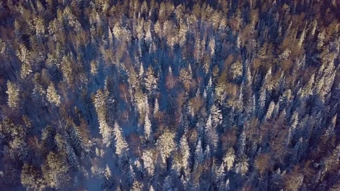 ProRes. Winter forest and rocks from aerial view. Landscape. Stock Footage 84364217