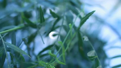 Prosciutto and aromatic plants Stock Footage 133750902