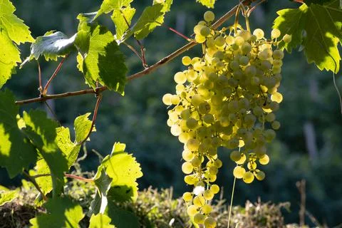 Prosecco bloom in backlight Stock Photos