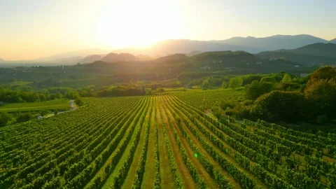The Prosecco hills by drone Stock Footage 249928708