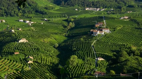 Prosecco hills - Motion view Stock Footage 66506050