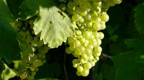 Prosecco ripe grape - Zooming in Stock Footage 66526331