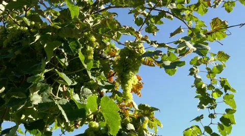 Prosecco ripe grapes Stock Footage 66526283