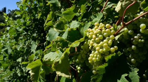 Prosecco ripe grapes - Motion view Stock Footage 66526579