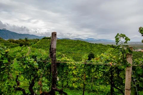 Prosecco Vineyard Rows on Hillside Vidor Stock Photos